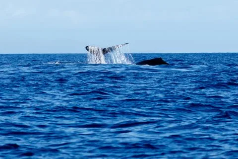 Humpback whale tail slapping. Stock Photos