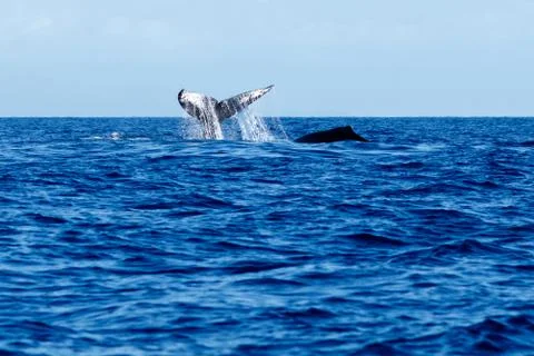 Humpback whale tail slapping. Stock Photos