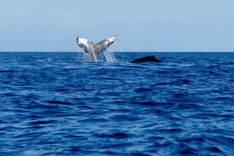 Humpback whale tail slapping. 스톡 사진