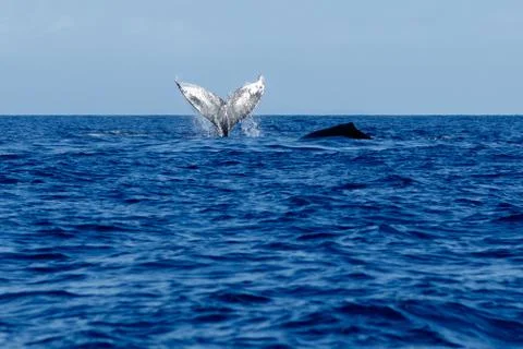 Humpback whale tail slapping. Stock Photos