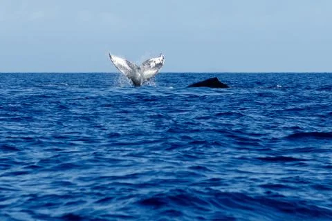 Humpback whale tail slapping. Stock Photos