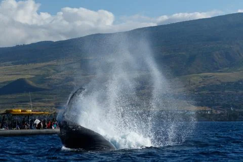 Humpback whale tail slapping. Stock Photos