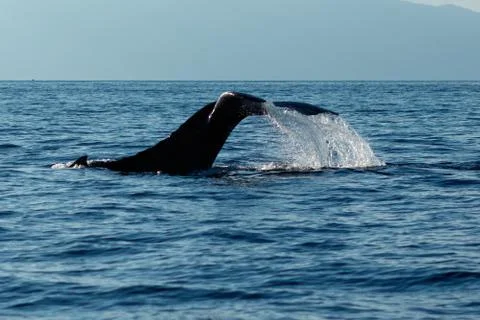 Humpback whale tail slapping. Stock Photos