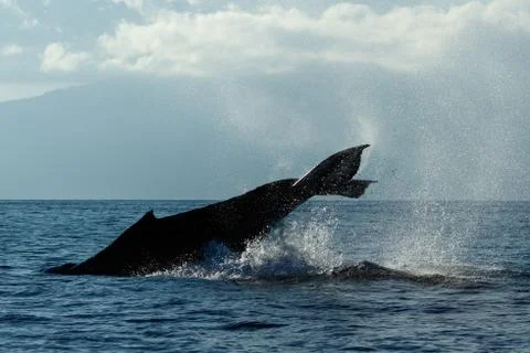 Humpback whale tail slapping. Stock Photos