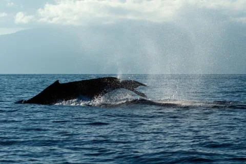 Humpback whale tail slapping. Stock Photos