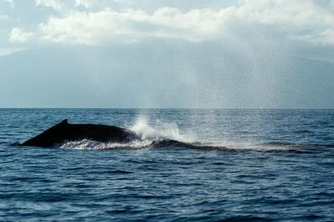 Humpback whale tail slapping. Stock Photos