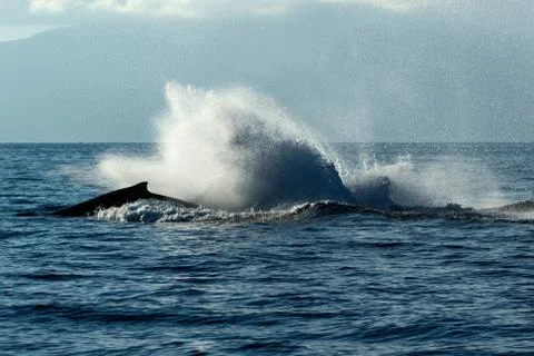 Humpback whale tail slapping. Stock Photos