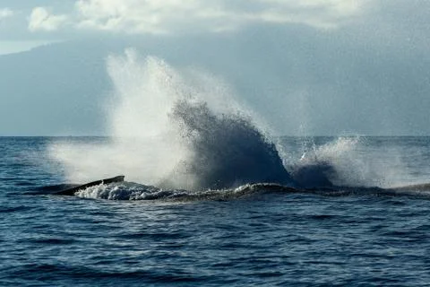 Humpback whale tail slapping. Stock Photos