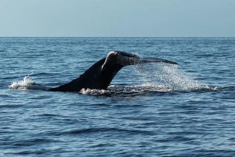 Humpback whale tail slapping Stock Photos