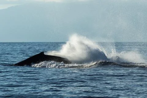 Humpback whale tail slapping Stock Photos