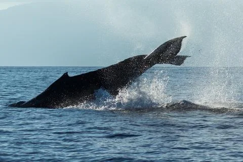 Humpback whale tail slapping Stock Photos