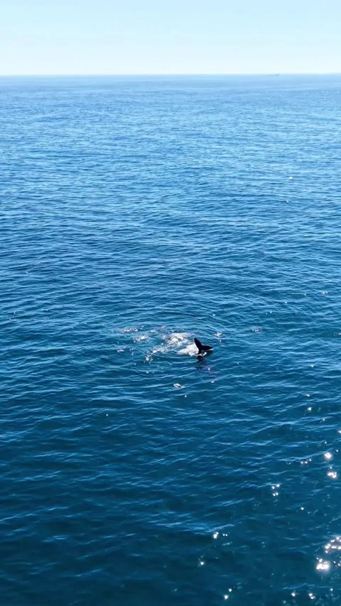 Humpback Whale Tail Slapping off Sea Point, Cape Town Stock Footage 343567947