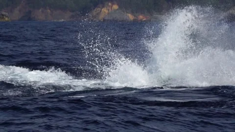 Humpback Whale Tail Slapping in Slow Motion, Ogasawara Stock Footage 332764724