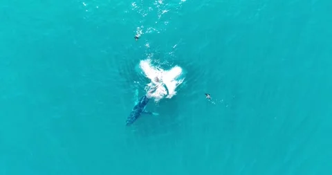 Humpback Whale Tail Slapping in Turquoise Waters off Sea Point, Cape Town Stock Footage 343567271