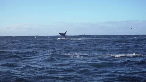 Humpback whale tail slapping water few times Stock Footage 86162000