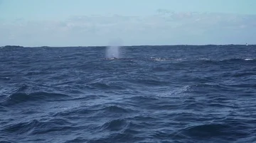 Humpback whale tail slapping water few times Stock Footage 86164878