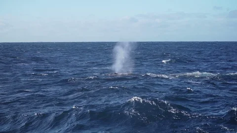 Humpback whale tail slapping water few times Stock Footage 86166270