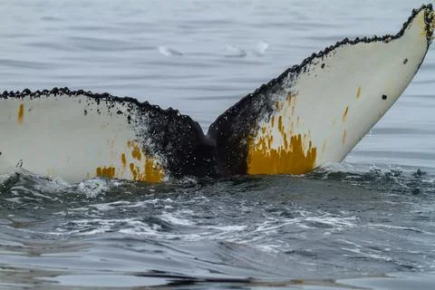 Humpback Whale Tail in Svalbard Stock Photos