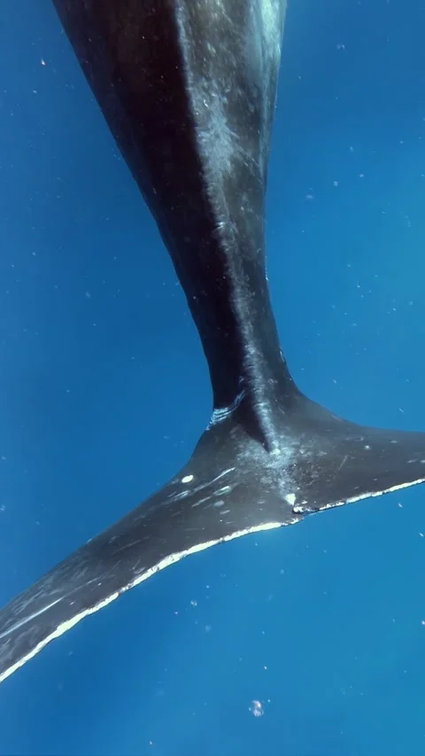 Humpback Whale Tail in Vibrant Ocean Waters, Pacific Region Stock Footage 320520651