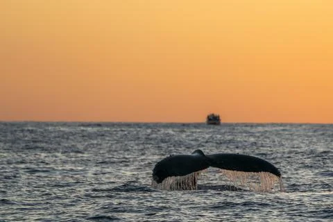Humpback whale tail while diving at sunset in cabo san lucas baja californi.. Stock Photos