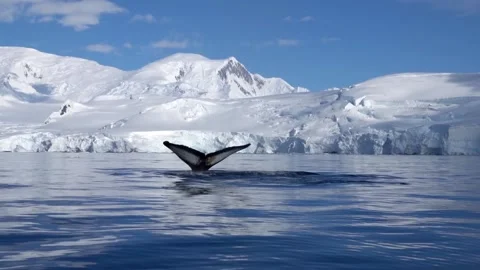 Humpback whale tale diving slowly, Antarctica, 2022 Vídeos de archivo 219986248
