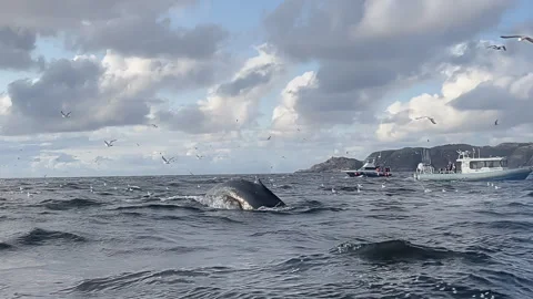 Humpback whale tale diving slowly in Arctic. Stock Footage 312068181