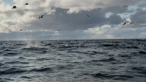 Humpback whale tale diving slowly in Arctic. View from a boat rocking on the Stock Footage 312120349