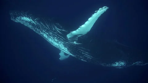 Humpback Whale Turning Around Very Close... | Stock Video | Pond5