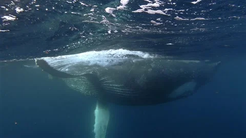 Humpback whale turning parallel to the camera during the Sardine Run in Sou.. Stock Footage 342595652