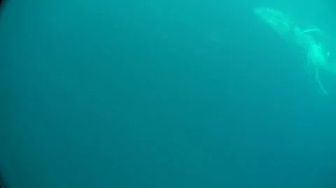 Humpback whale underwater Stock Footage