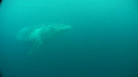 Humpback whale underwater Stock Footage 8517426