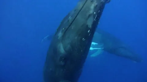 Humpback Whale Underwater Stock Footage 49041960