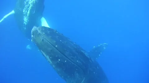 Humpback Whale Underwater Video stock 49041966