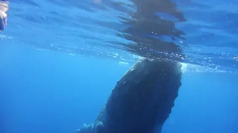 Humpback Whale Underwater Stock Footage 49042022