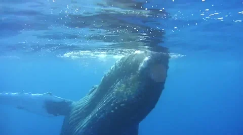 Humpback Whale Underwater Stock Footage 49042026