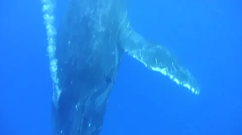 Humpback Whale Underwater Stock Footage 49042131