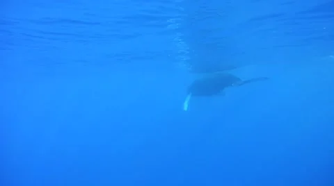 Humpback Whale Underwater Stock Footage 49042161