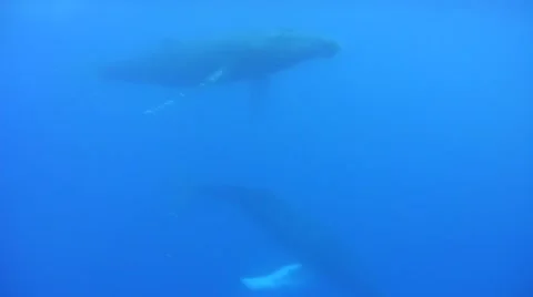 Humpback Whale Underwater Stock Footage 49042187