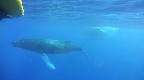 Humpback Whale Underwater Stock Footage 49042192