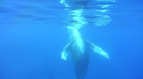 Humpback Whale Underwater Vidéo 49042203