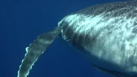 Humpback whale underwater in Pacific Ocean. Stock Footage 105862453