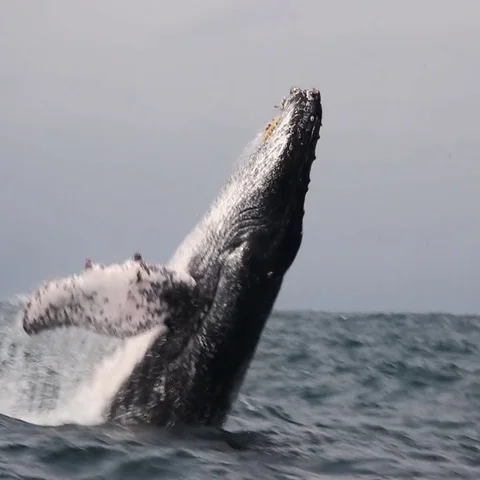 Humpback Whale Watching Video stock 69386821