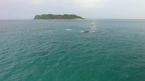 Humpback Whale Watching off Isla Conadora, Las Perlas Panama Stock Footage 128992641