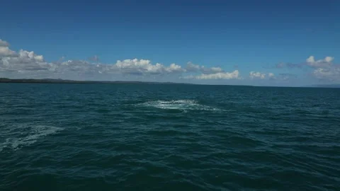 Humpback whale watching in the waters of Caribbean sea. Stock Footage 202018024
