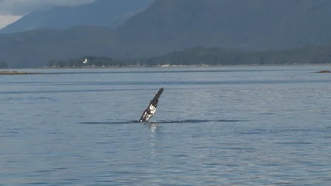 Humpback Whale waving fin Stock Footage 85536160