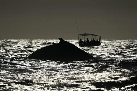 An humpback whale while diving at sunset in front of whale watching boat in c Stock Photos