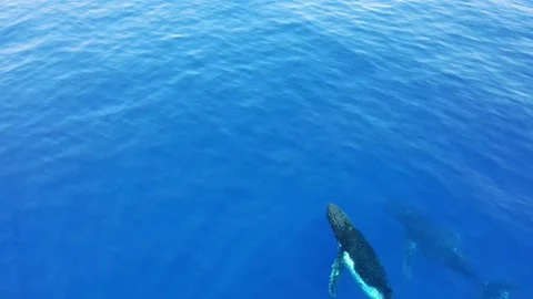 Humpback Whales 1 Stock Footage 169055758
