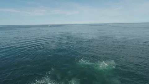 Humpback Whales 2 Video stock 81456546