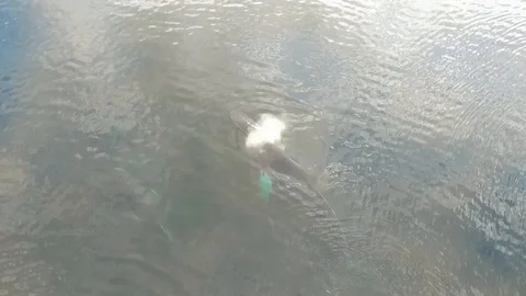 Humpback Whales 2 Stock Footage 113118613