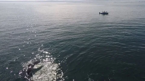 Humpback Whales 3 Video stock 81456927